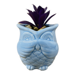 Owl Succulent Decor