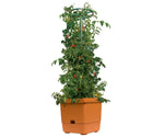 Tomato Tree w/3' Tower